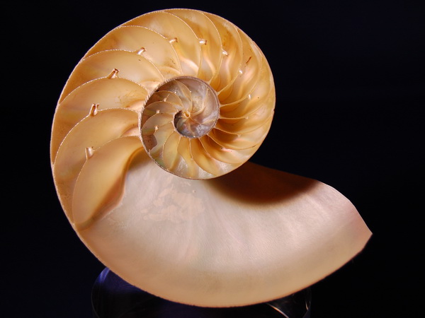 7. NAUTILUS POMPILLUS 現生種鸚鵡螺瞉之剖面.jpg