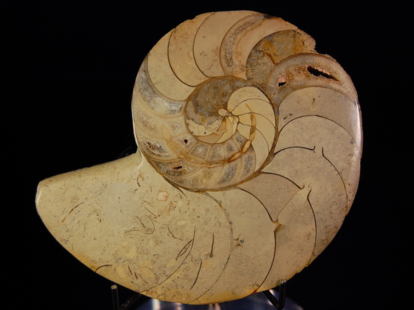 9. Cenoceras sp 侏儸紀　新角石剖半化石.jpg