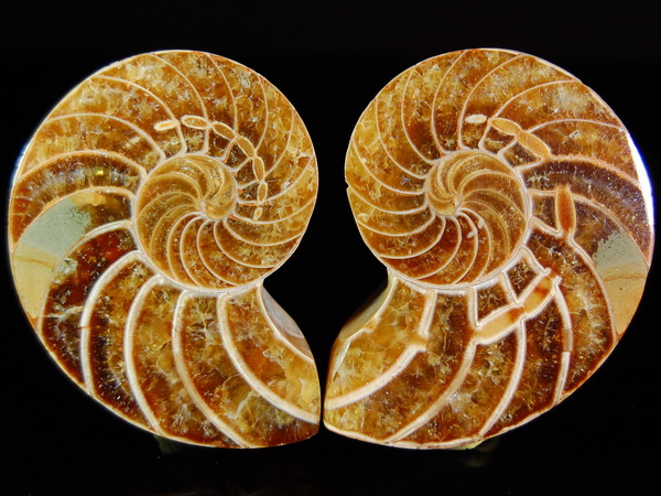 10. Cymatoceras sp 波角石剖半化石（白堊紀中期））.jpg