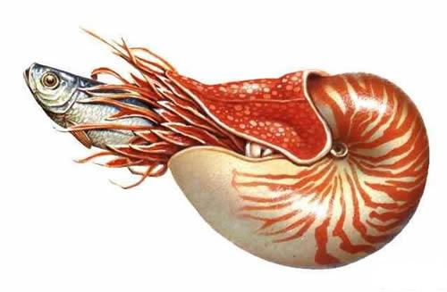 11. 鸚鵡螺朏覓食圖.jpg