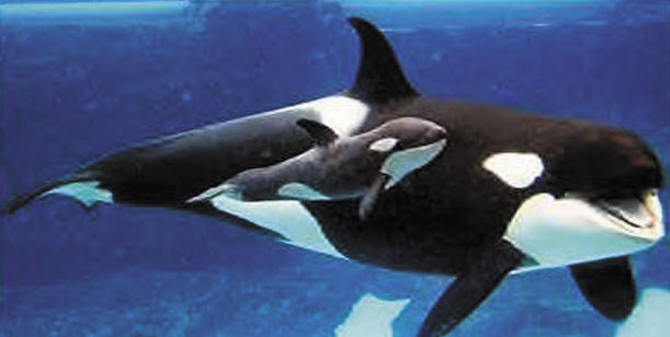 ２．殺人鯨(母子).jpg