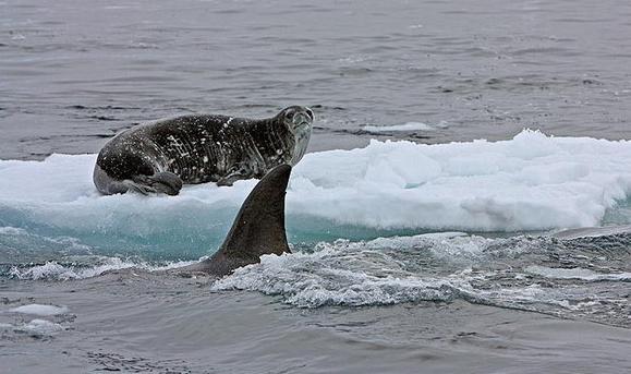 捕食海豹.jpg
