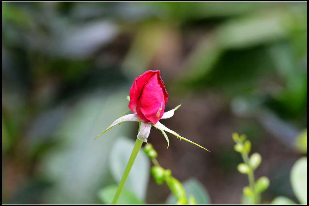 DSC_4357.jpg