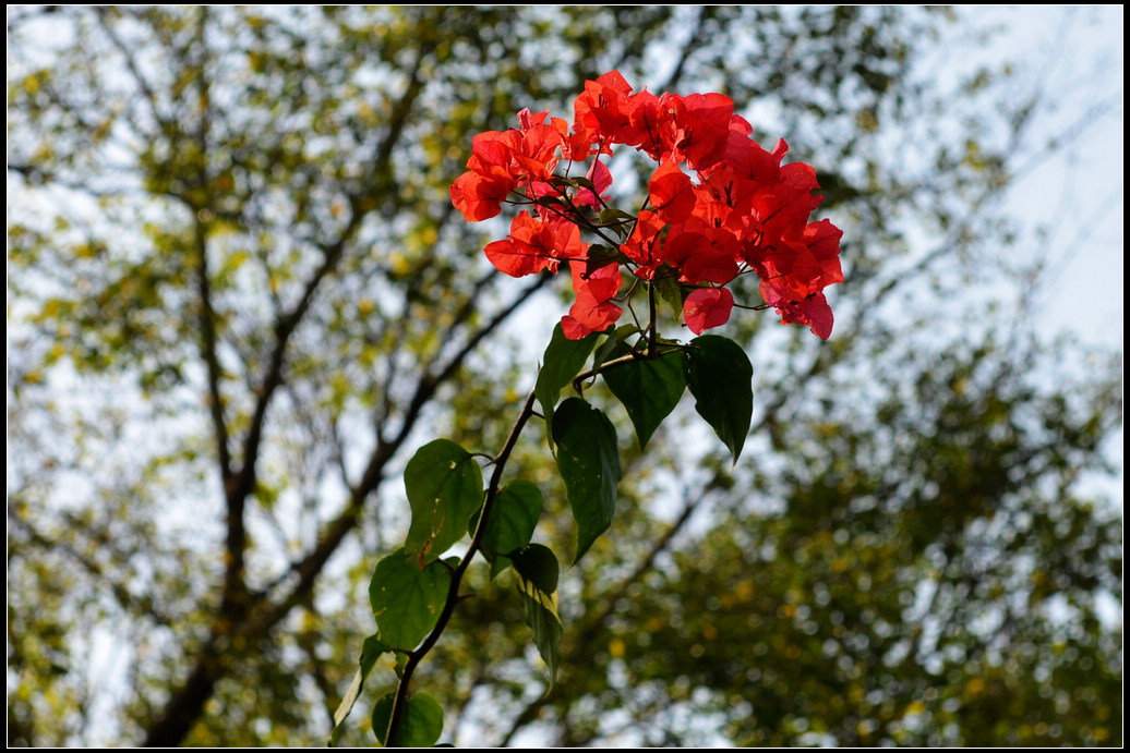 DSC_4363.jpg