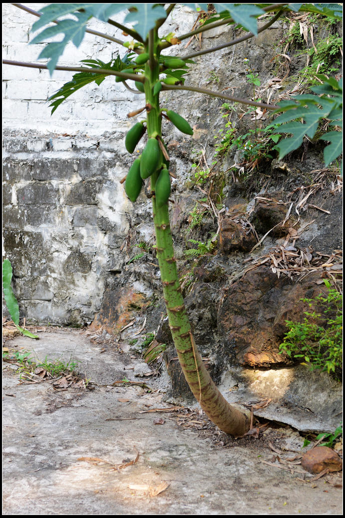 DSC_4397.jpg