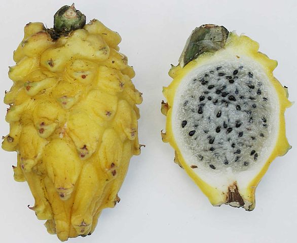 586px-Yellow_pitaya.jpg
