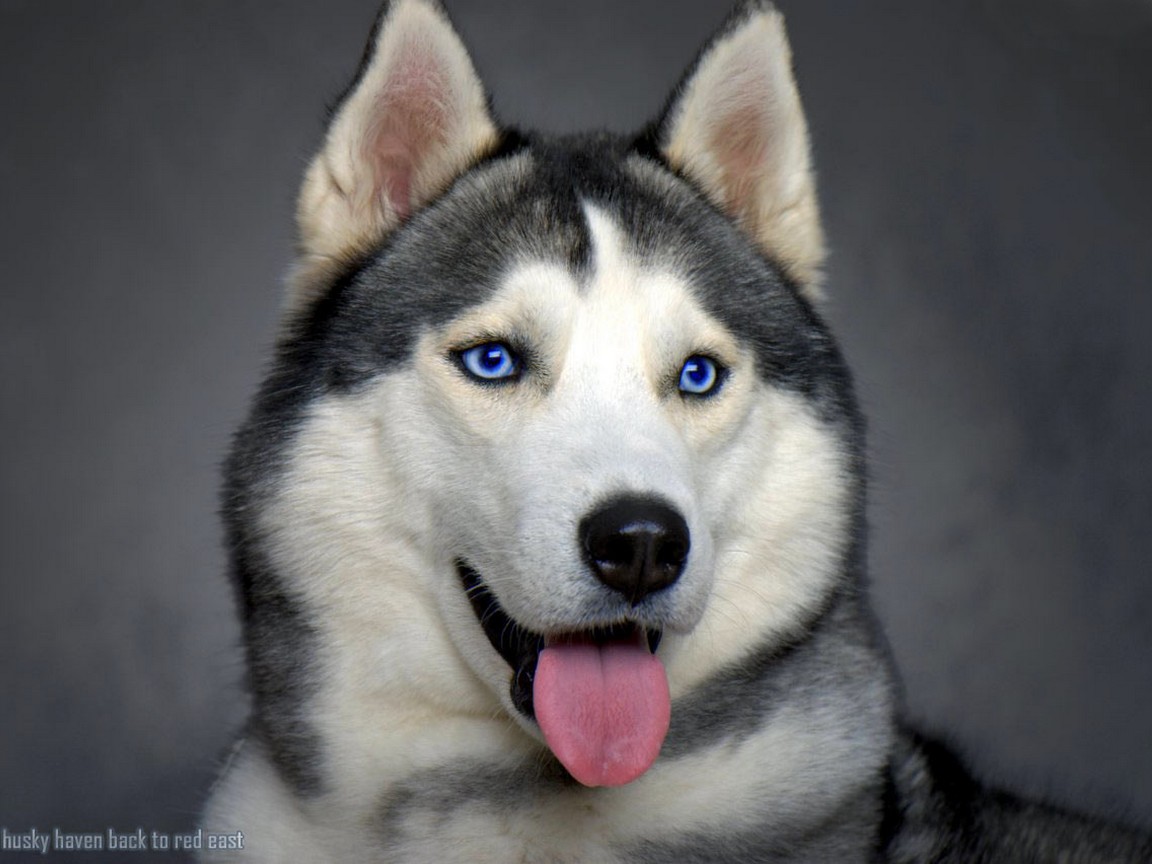 56-siberian-husky.jpg