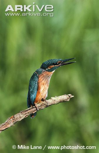 Agressive-display-of-kingfisher.jpg