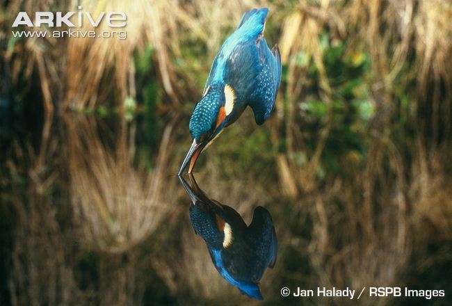 Kingfisher-diving-about-to-enter-the-water.jpg