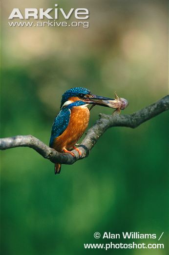 Kingfisher-feeding.jpg