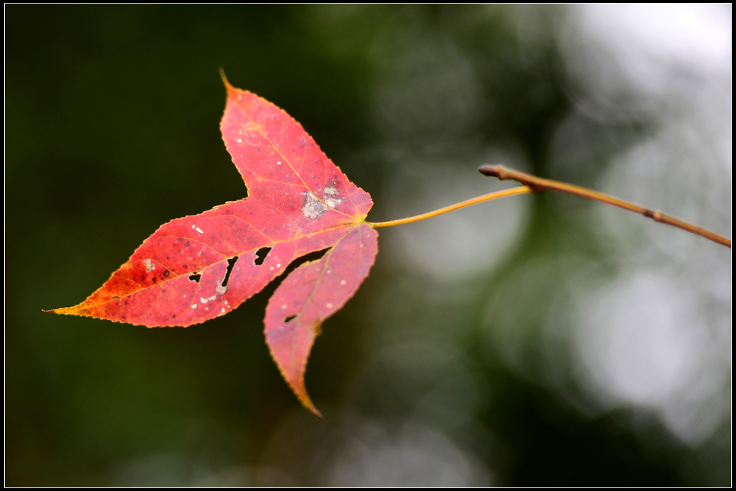 DSC_4995.jpg