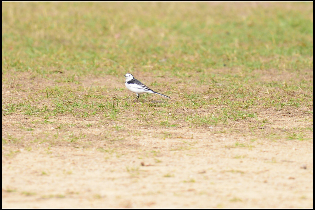 DSC_4852.jpg