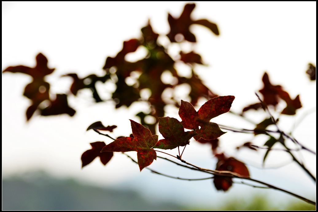 DSC_4936.jpg