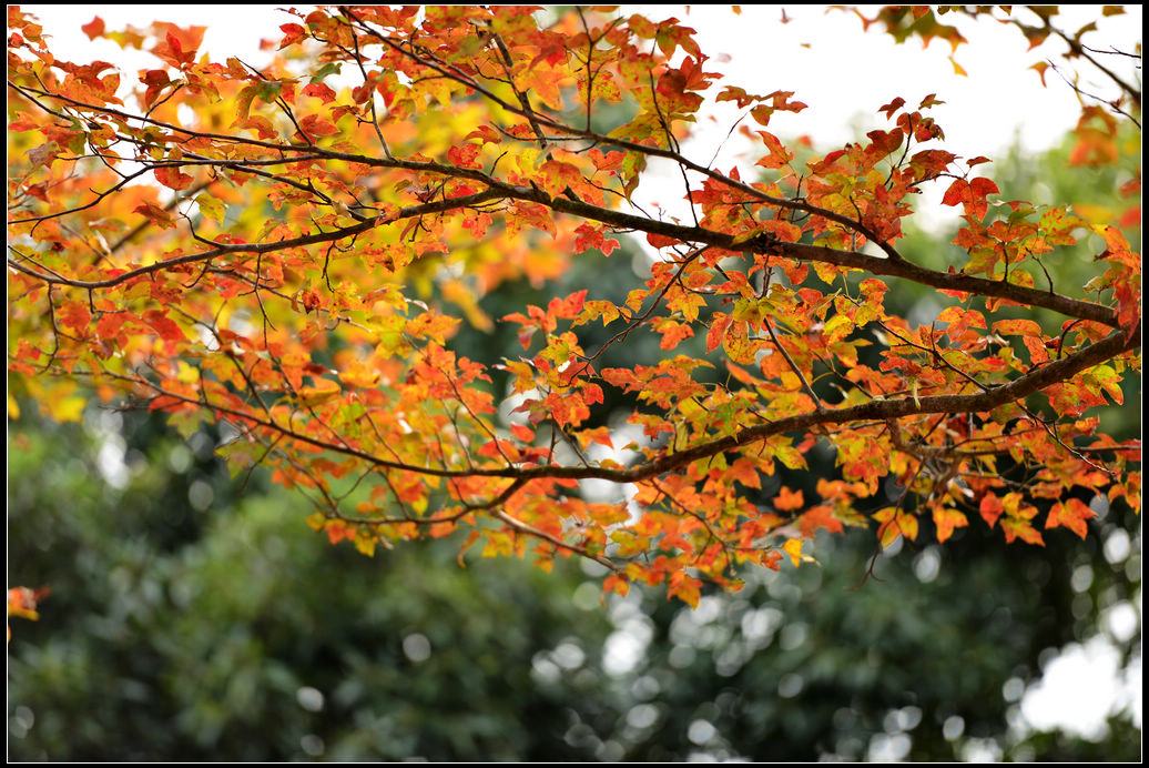 DSC_4942.jpg