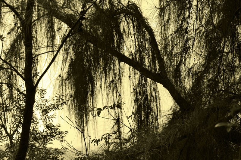 DT 019.JPG