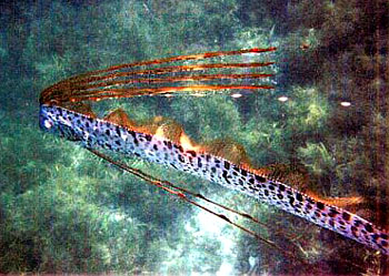 勒氏皇帶魚 Regalecus Russelii.jpg