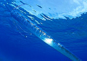 金氏皇帶魚 Regalecus Kinoi.jpg