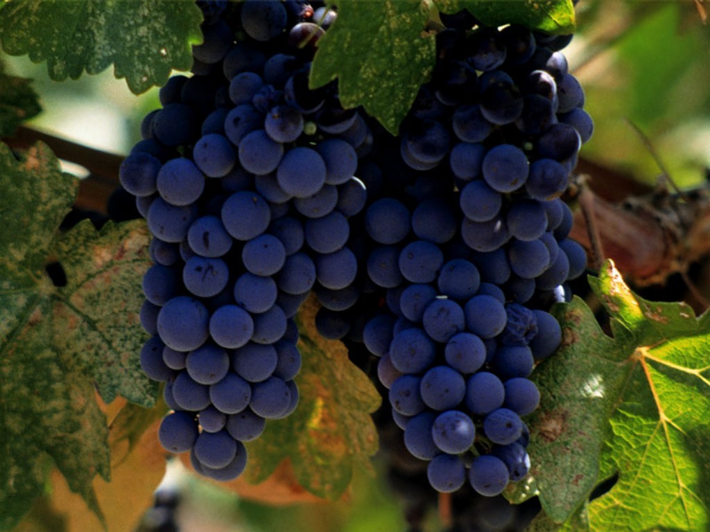Merlot.jpg