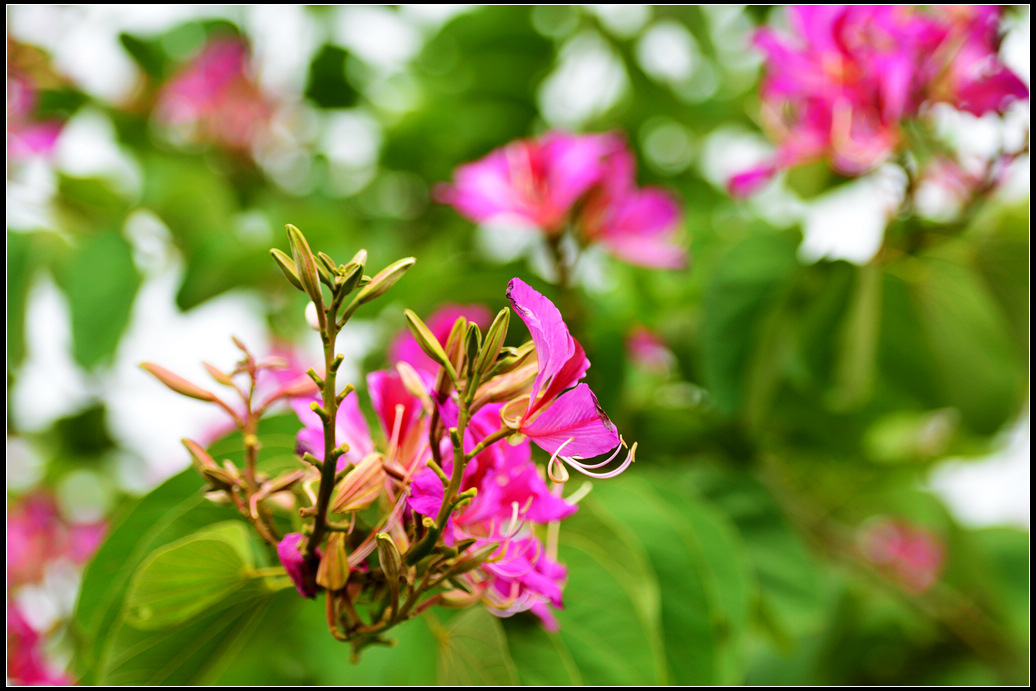 DSC_4861.jpg