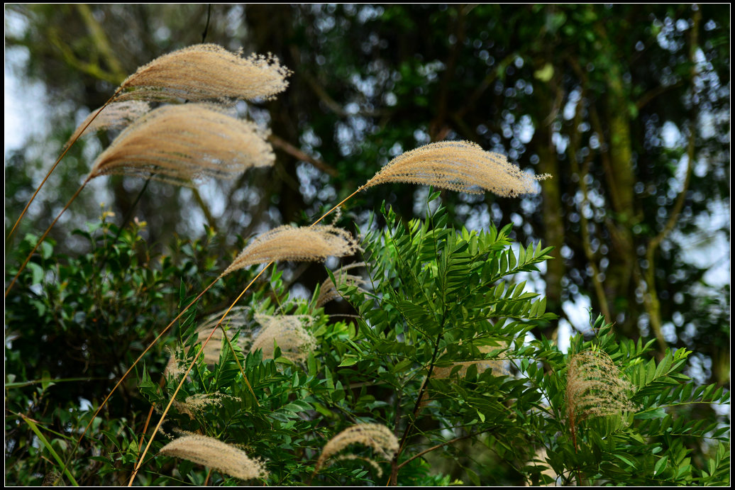 DSC_4970.jpg