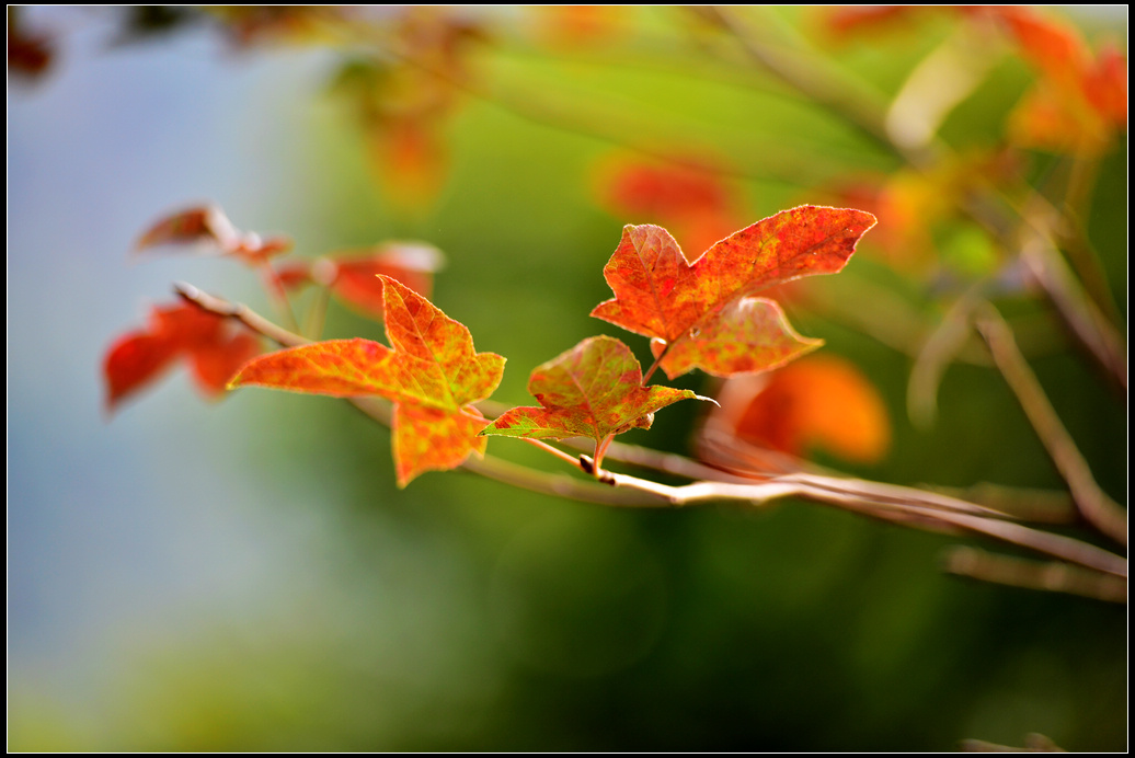 DSC_4933.jpg