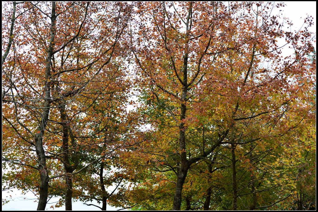 DSC_4944.jpg