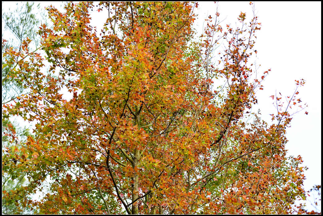DSC_4962.jpg