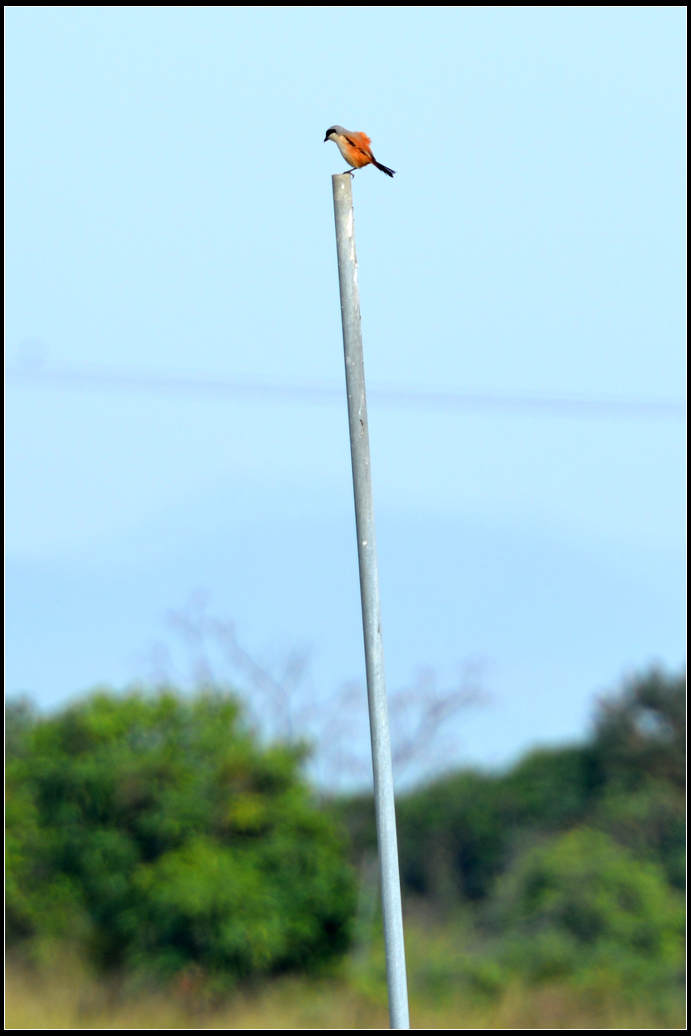 DSC_5275.jpg