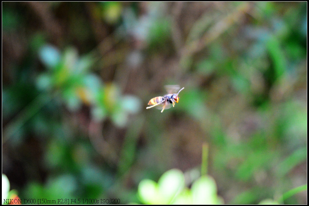 DSC_0662.jpg