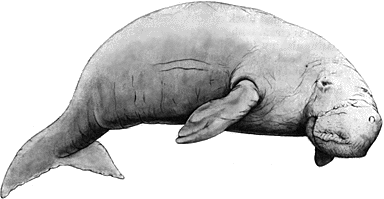 dugong-drawing.gif