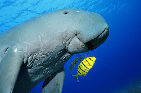 dugong.jpg