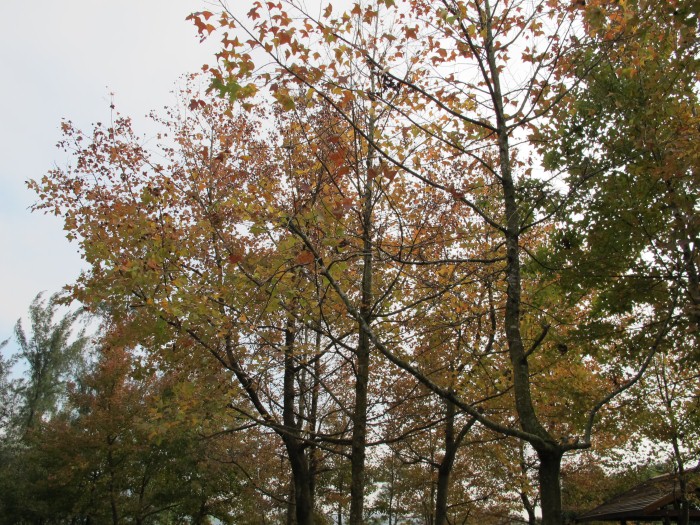 IMG_1259.JPG