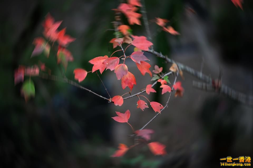 大棠紅葉_21.jpg