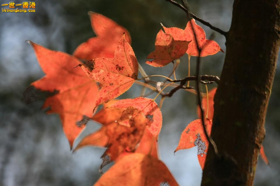 大棠紅葉_01.jpg