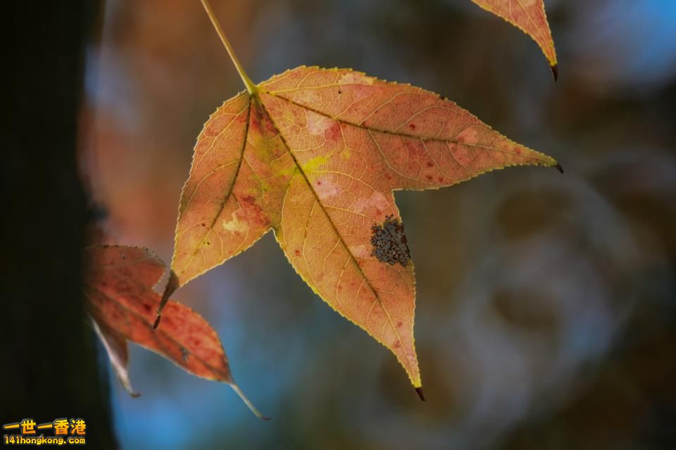 大棠紅葉_02.jpg