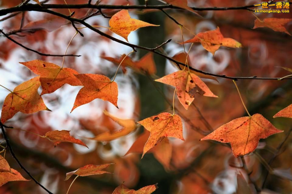 大棠紅葉_03.jpg