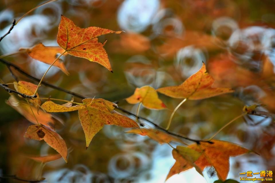 大棠紅葉_04.jpg