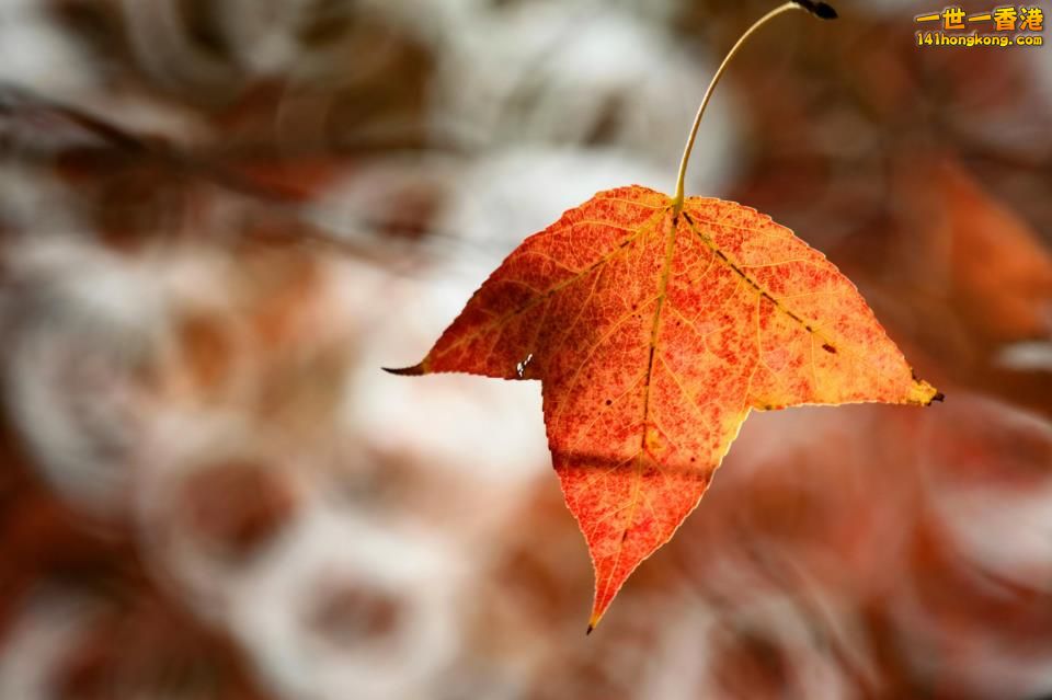 大棠紅葉_05.jpg
