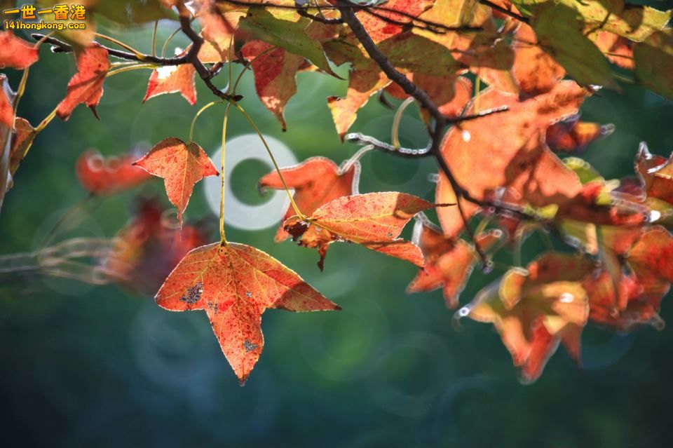大棠紅葉_06.jpg