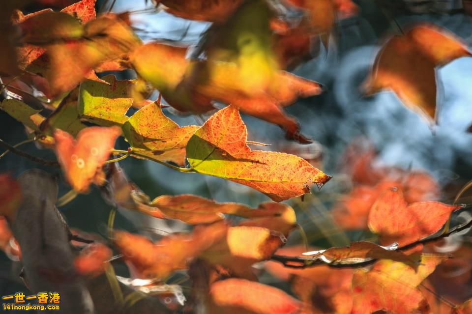 大棠紅葉_07.jpg