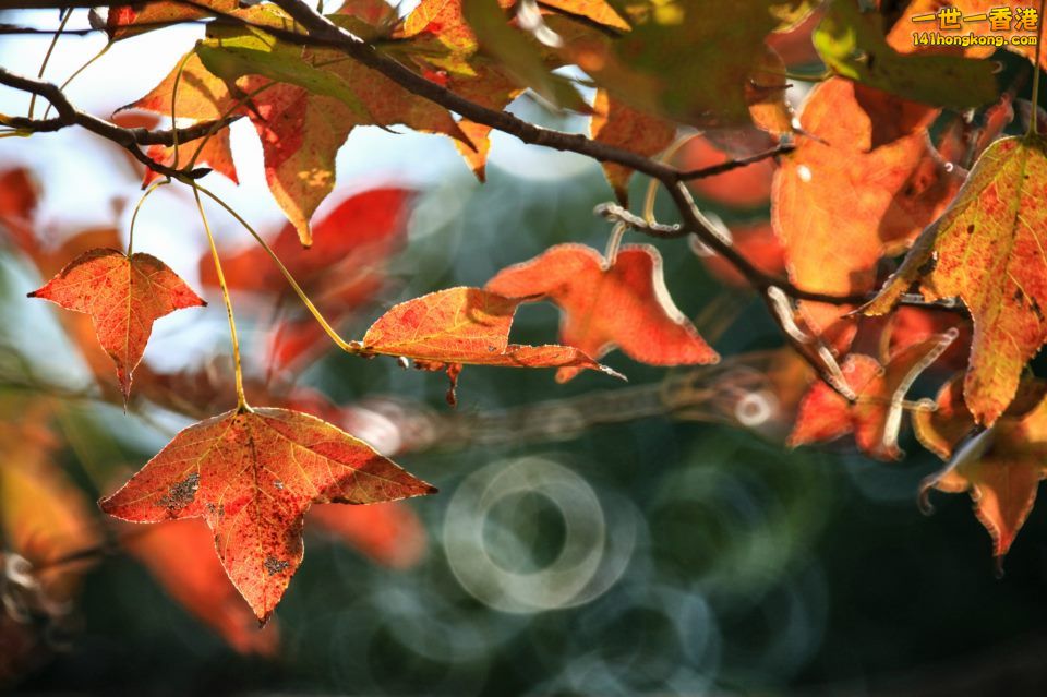 大棠紅葉_08.jpg