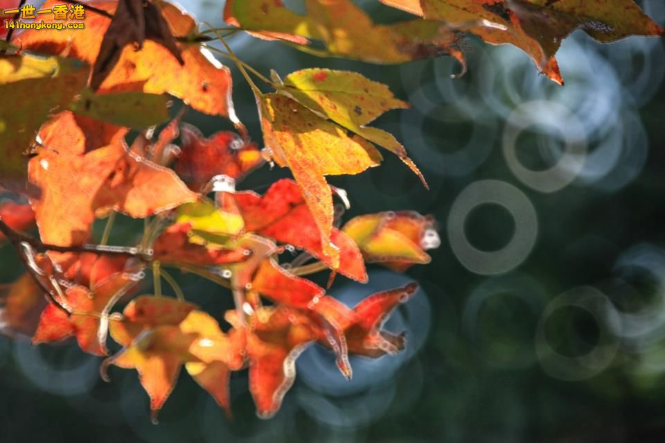 大棠紅葉_09.jpg