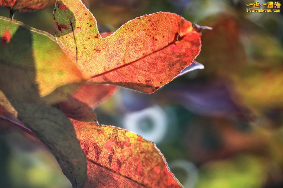 大棠紅葉_10.jpg