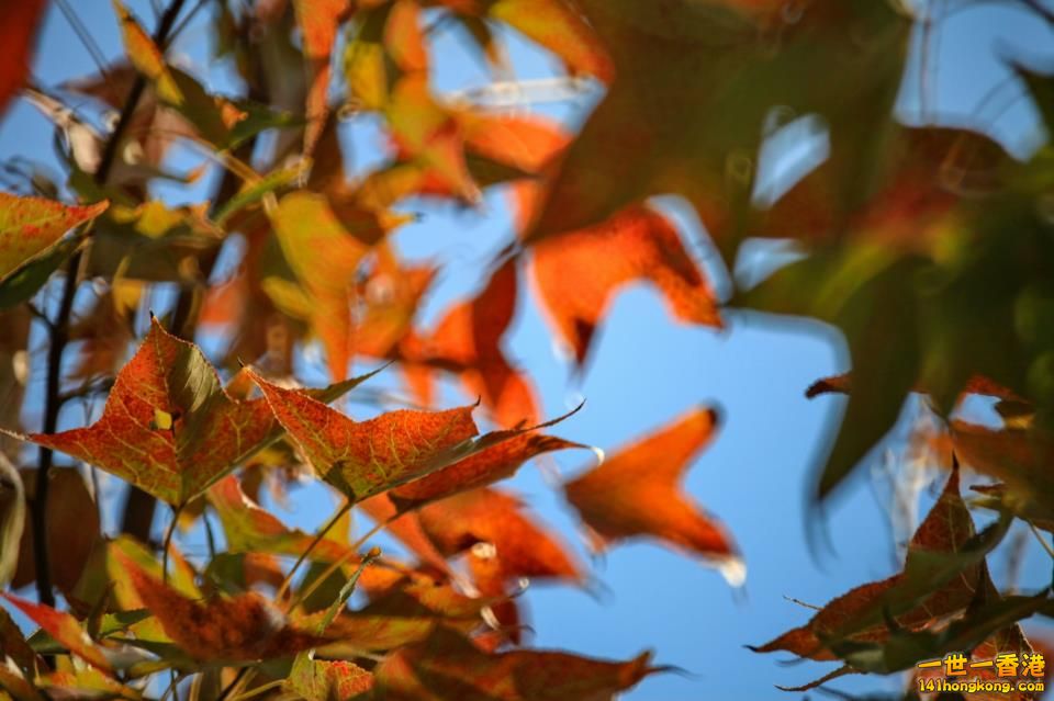 大棠紅葉_11.jpg