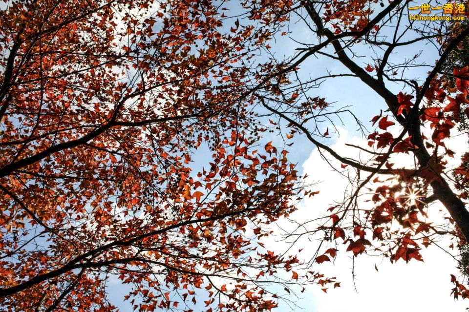 大棠紅葉_12.jpg