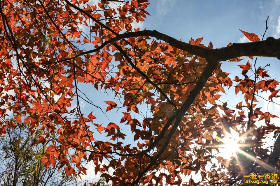 大棠紅葉_13.jpg