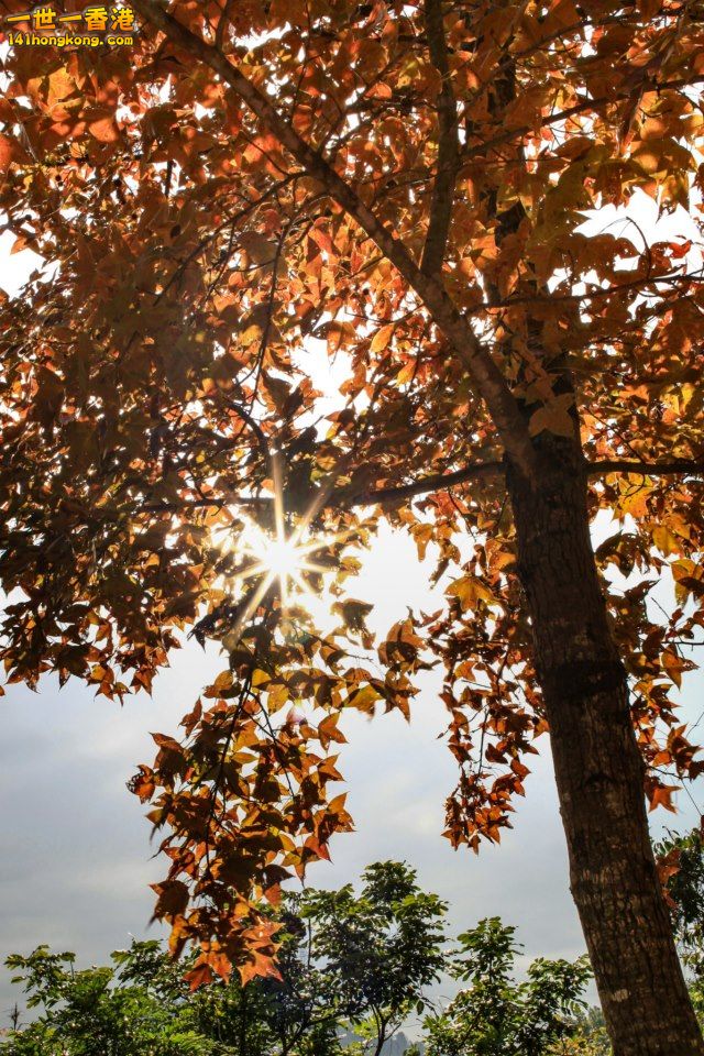 大棠紅葉_14.jpg