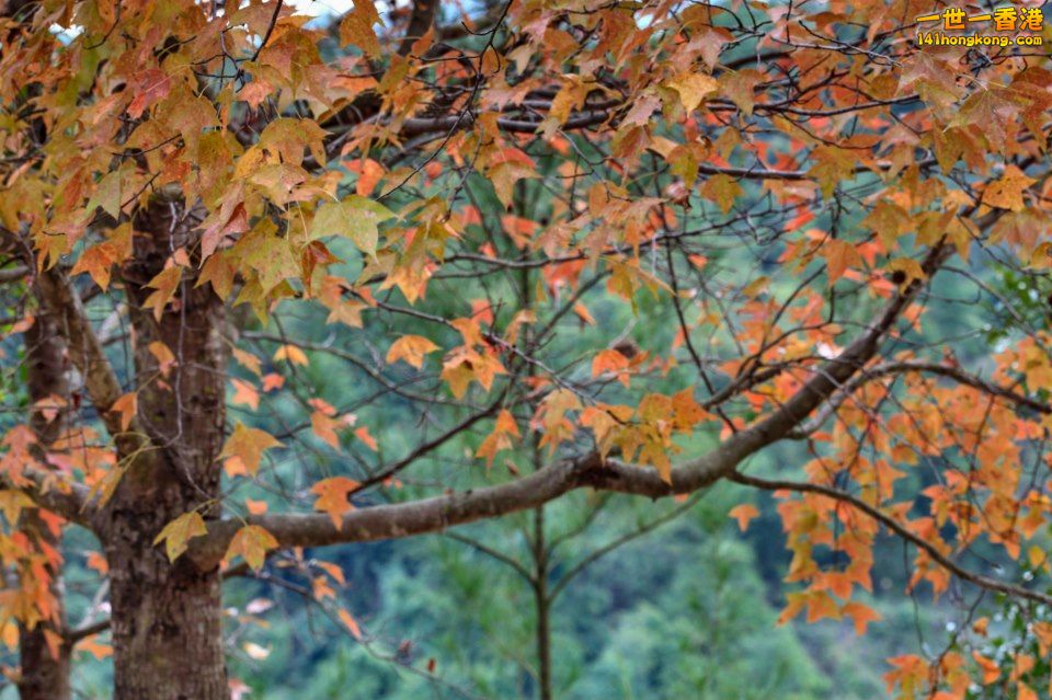 大棠紅葉_15.jpg