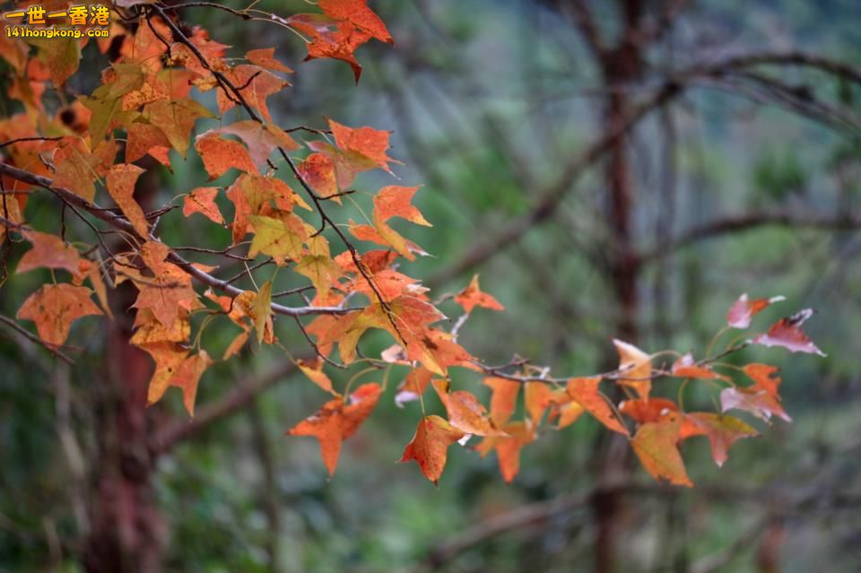 大棠紅葉_17.jpg
