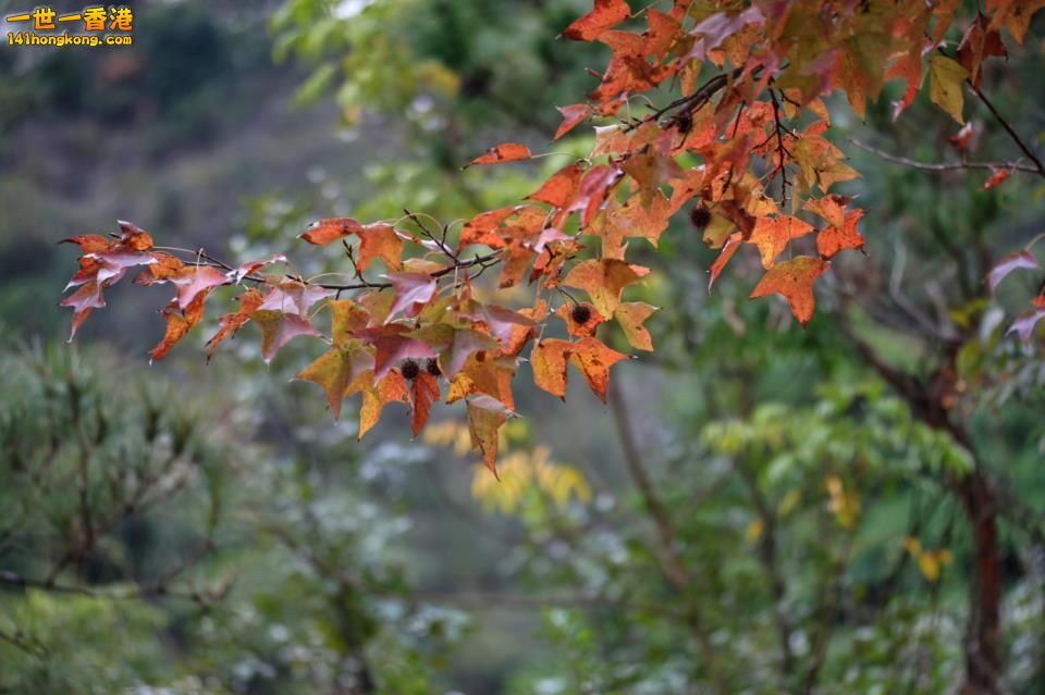 大棠紅葉_18.jpg